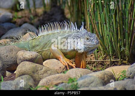 Wild Iguana eating plant leaves out of an herb garden in Puerto Vallarta Mexico. Ctenosaura pectinata, commonly known as the Mexican spiny-tailed igua Stock Photo