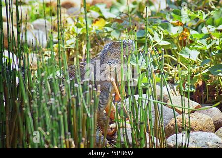 Wild Iguana eating plant leaves out of an herb garden in Puerto Vallarta Mexico. Ctenosaura pectinata, commonly known as the Mexican spiny-tailed igua Stock Photo