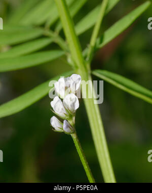 Hairy Tare Flowers - Vicia hirsuta Tiny Vetch Stock Photo
