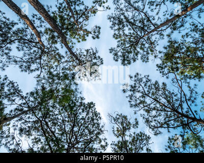 Looking up Tree Trunk with Blue Skies at Sunset Stock Photo