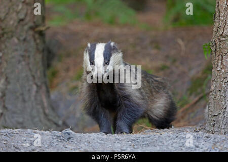 Adult Badger in the Forest of Dean Stock Photo