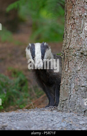 Adult Badger in the Forest of Dean Stock Photo