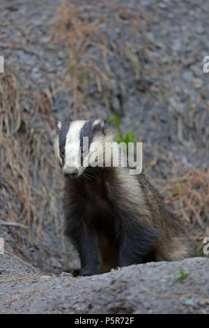 Adult Badger in the Forest of Dean Stock Photo