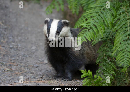 Adult Badger in the Forest of Dean Stock Photo