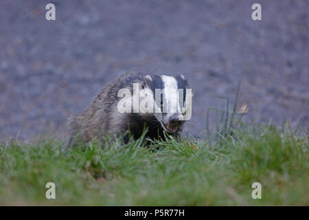 Adult Badger in the Forest of Dean Stock Photo