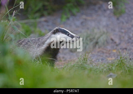 Adult Badger in the Forest of Dean Stock Photo