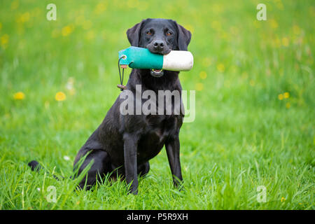 Black Labrador Retriever with dummy Stock Photo
