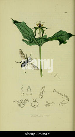 N/A. English: John Curtis British Entomology Folio 138 Diptera: Bibio venosus (Veined Crane-fly). The plant is Paris quadrifolia (Herb Paris) . 1836. John Curtis 238 Britishentomologyvolume8Plate138 Stock Photo