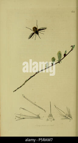 N/A. English: John Curtis British Entomology (1824-1840) Folio 613 Diptera: Bombylius major.The plant is Salix repens (Creeping Willow) . 1836. John Curtis 238 Britishentomologyvolume8Plate613 Stock Photo