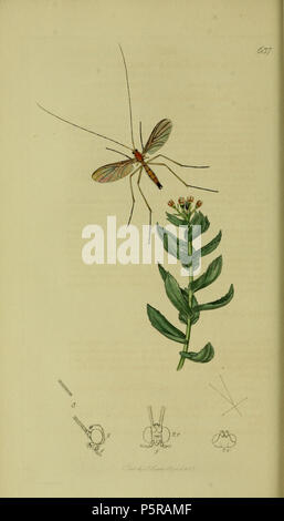 N/A. English: John Curtis British Entomology (1824-1840) Folio 637 Diptera: Macrocera stigma Curtis.The plant is Sedum rosea (Roseroot). 1836. John Curtis 238 Britishentomologyvolume8Plate637 Stock Photo