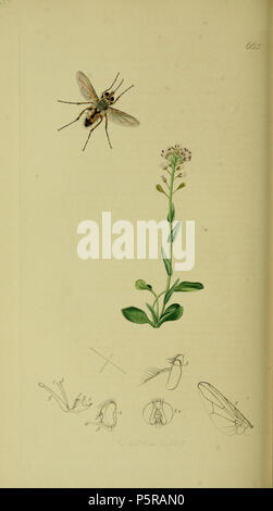 N/A. English: John Curtis British Entomology (1824-1840) Folio 665Stomoxys siberita = Prosena siberita The plant is [ ] . 1836. John Curtis 238 Britishentomologyvolume8Plate665 Stock Photo