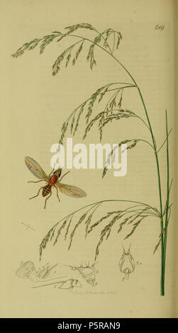 N/A. English: John Curtis British Entomology (1824-1840) Folio 689 Diptera:Trigonometopus frontalis.The plant is Deschampsia caespitosa (Wavy Hair-grass). 1836. John Curtis 238 Britishentomologyvolume8Plate689 Stock Photo