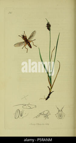 N/A. English: John Curtis British Entomology (1824-1840) Folio 725 Diptera: Platycephala planifrons.The plant is Blysmus compressus (Flat-sedge). 1836. John Curtis 238 Britishentomologyvolume8Plate725 Stock Photo