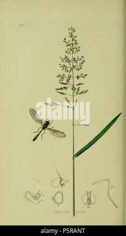 N/A. English: John Curtis British Entomology (1824-1840) Folio 737 Diptera: Baccha elongata.The plant is Agrostis tenuis (Common Bent-grass). 1836. John Curtis 238 Britishentomologyvolume8Plate737 Stock Photo