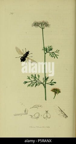 N/A. English: John Curtis British Entomology (1824-1840) Folio 729 Diptera:Nemotelus nigrinus.The plant is Coriandrum sativum (Coriander) . 1836. John Curtis 238 Britishentomologyvolume8Plate729 Stock Photo