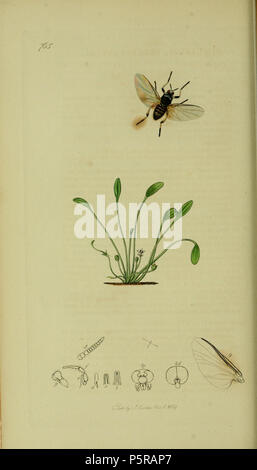 N/A. English: John Curtis British Entomology (1824-1840) Folio 765 Diptera: Simulium trifasciatum Curtis. The plant is Limosella aquatica (Mudwort). 1836. John Curtis 238 Britishentomologyvolume8Plate765 Stock Photo