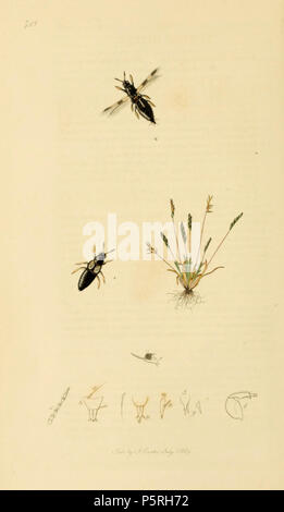 N/A. English: John Curtis British Entomology (1824-1840) Folio 748 Thrips dispar synonym for Baliothrips dispar.The plant is Knappia agrostidea synonym for Mibora minima (Early Sand-grass) . 1836.   John Curtis  (1791–1862)     Alternative names Curtis; J. Curtis  Description British entomologist and illustrator  Date of birth/death 3 September 1791 6 October 1862  Location of birth/death Norwich, Norfolk London  Work location London  Authority control  : Q327944 VIAF:53707224 ISNI:0000 0000 7374 6250 LCCN:no89015596 Open Library:OL2514429A Oxford Dict.:6959 WorldCat 236 British Entomology Vol Stock Photo