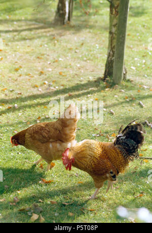 Cockerel and hen on sunny lawn Stock Photo
