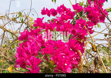 Clusters of pink Bougainvillea flowers on road side of rural village. Stock Photo