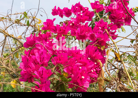 Clusters of pink Bougainvillea flowers on road side of rural village. Stock Photo