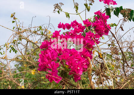 Clusters of pink Bougainvillea flowers on road side of rural village. Stock Photo