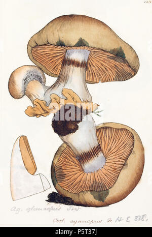 N/A. This is a plate from James Sowerby's Coloured Figures of English Fungi or Mushrooms. 1797. James Sowerby 369 Coloured Figures of English Fungi or Mushrooms - t. 223 Stock Photo