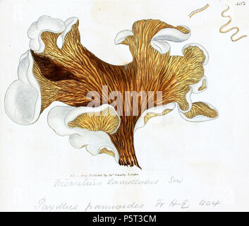 N/A. English: Tapinella panuoides (as Merulius lamellosus) . J. Sowerby 370 Coloured Figures of English Fungi or Mushrooms - t. 403a Stock Photo