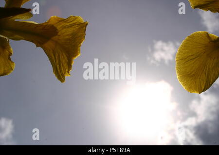 Sun in the sky seen from the ground, with Iris flowers in foreground Stock Photo
