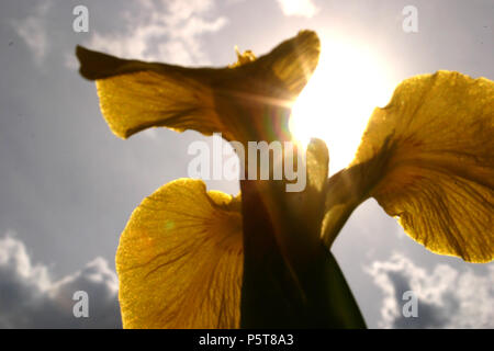 Sun in the sky seen from the ground, with Iris flowers in foreground Stock Photo