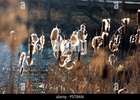 Dried cattails by the lake in sunny autumn day Stock Photo