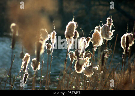 Dried cattails by the lake in sunny autumn day Stock Photo