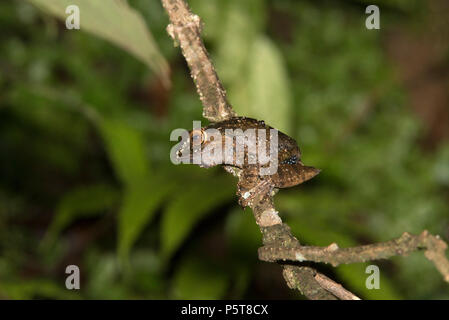 Madagascan tree frog, Ranomafana National Park