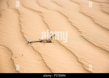 Spotted toad-headed Agama on sand close Stock Photo