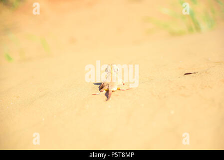 Spotted toad-headed Agama on sand close Stock Photo