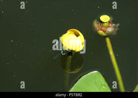 Small yellow pond lily (Nuphar Pumila) Stock Photo