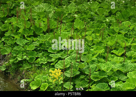 Large area covered in Butterburs leaves Stock Photo