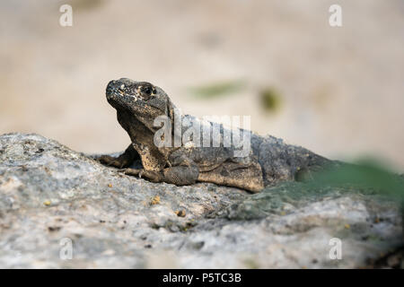 Amazing gray iguana sitting on a rock Stock Photo