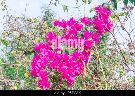 Clusters of pink Bougainvillea flowers on road side of rural village. Stock Photo