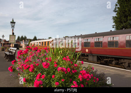 Early evening summer sunlight on beautiful flower bed of pink roses on deserted platform, Severn Valley Railway Kidderminster station at end of day. Stock Photo