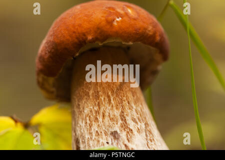 Boletus pinophilus, is an excellent edible mushroom, considered one of the best mushrooms in taste, close-up Stock Photo