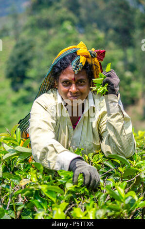 A tea picker, Nuwara Eliya, Sri Lanka Stock Photo