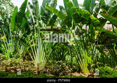 Ravenala palm called also travelers tree, the symbol of Madagascar. Beautiful branches of palm in the garden. Ravenala madagascariensis Stock Photo