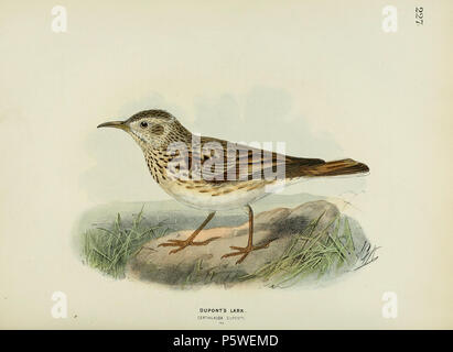 定価3.8万◆1871年ロンドン Henry Eeles Dresser「鳥類譜 定価3.8万◇1871年ロンドン Henry Eeles Dresser「鳥類譜