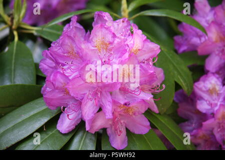 Rhododendron Flower Cluster Stock Photo