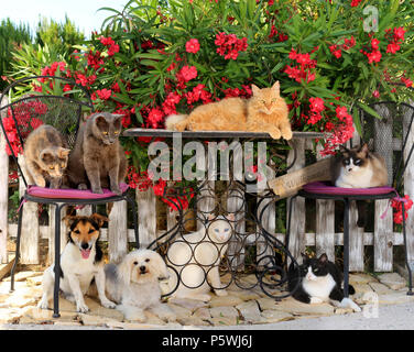 two dogs (jack russell, maltese) and six domestic cats sitting together in the garden Stock Photo