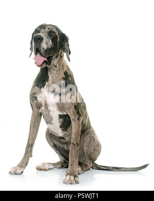 Great Dane in front of white background Stock Photo
