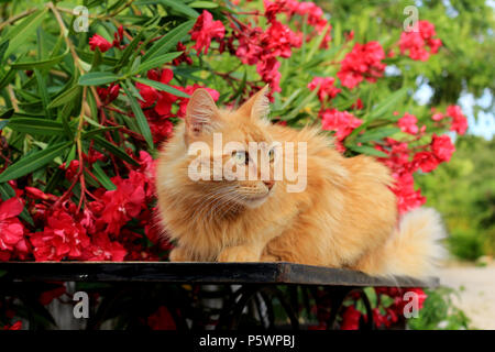 semi longhaird domestic cat, angora mix, lying on a table in front of flowering oleander
