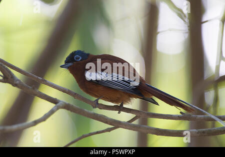 Malagasy paradise flycatcher Stock Photo