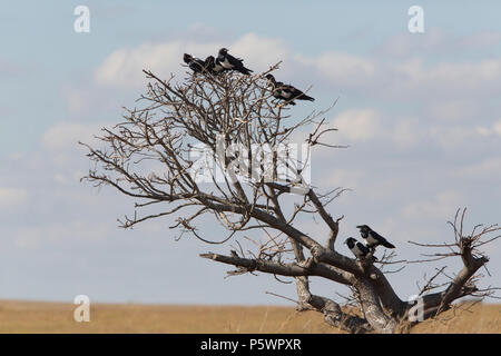 Madagascan Pied Crows perched in a tree Stock Photo