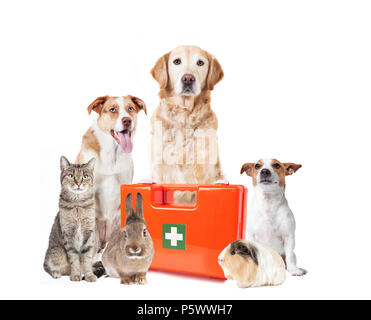 Various dogs and other pets sitting isolated with a doctor's bag Stock Photo